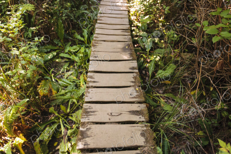 Cedar plank walkway and trail to Cape Flattery, Makah Indian Reservation, Neah Bay, WA USA