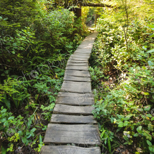 Cedar plank walkway and trail to Cape Flattery, Makah Indian Reservation, Neah Bay, WA USA Cedar plank walkway and trail to Cape Flattery, Makah Indian Reservation, Neah Bay, WA USA