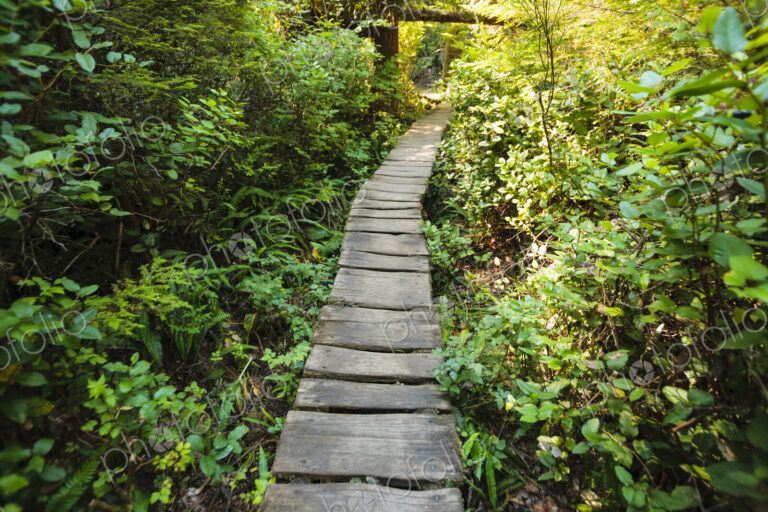 Cedar plank walkway and trail to Cape Flattery, Makah Indian Reservation, Neah Bay, WA USA