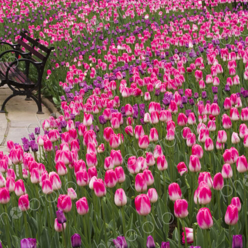 Central Park in New York City. Tulips by an empty bench. Central Park in New York City. Tulips by an empty bench.