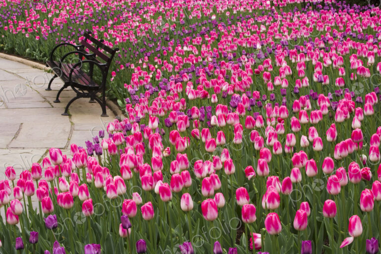 Central Park in New York City. Tulips by an empty bench.