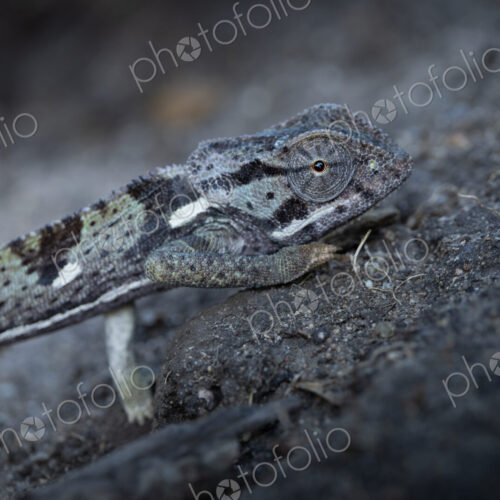 Chameleon, Chamaeleo, Adult. Close-up side profile of a chameleon resting on the… Chameleon, Chamaeleo, Adult. Close-up side profile of a chameleon resting on the…