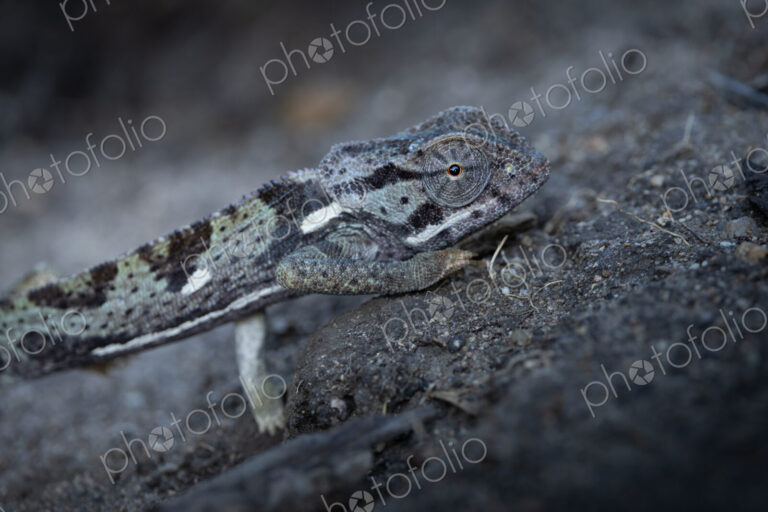 Chameleon, Chamaeleo, Adult. Close-up side profile of a chameleon resting on the…