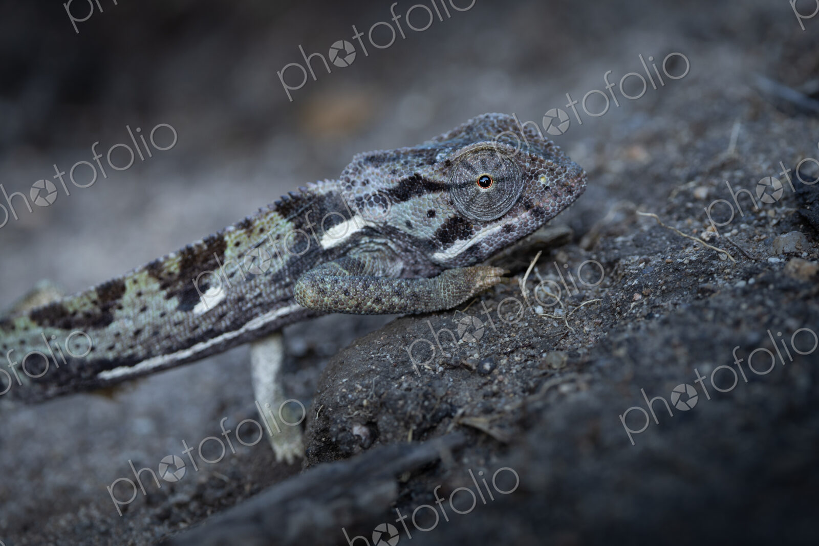 Chameleon, Chamaeleo, Adult. Close-up side profile of a chameleon resting on the…