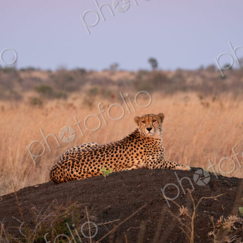 Cheetah, Acinonyx jubatus, Adult. Resting on a small, dark termite mound or rise in… Cheetah, Acinonyx jubatus, Adult. Resting on a small, dark termite mound or rise in…
