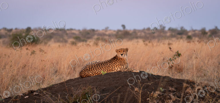 Cheetah, Acinonyx jubatus, Adult. Resting on a small, dark termite mound or rise in…