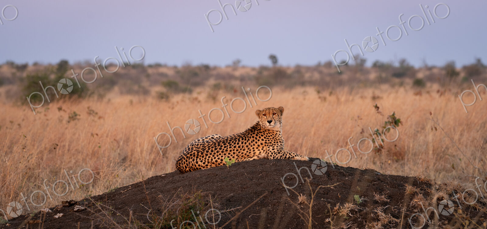 Cheetah, Acinonyx jubatus, Adult. Resting on a small, dark termite mound or rise in…