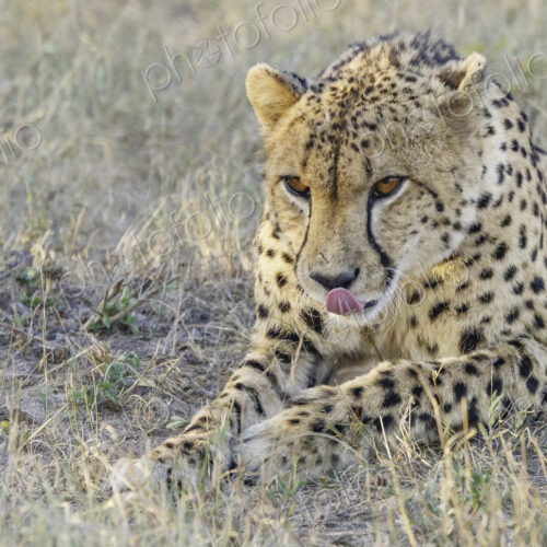 Cheetah, Acinonyx jubatus, Close-up of a male Cheetah resting in the grass, licking… Cheetah, Acinonyx jubatus, Close-up of a male Cheetah resting in the grass, licking…