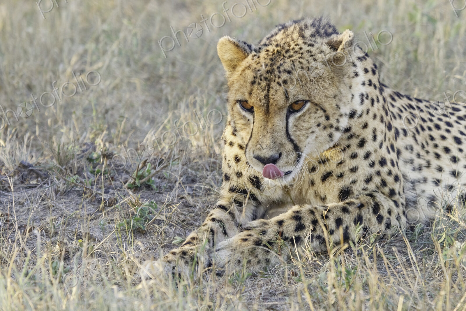 Cheetah, Acinonyx jubatus, Close-up of a male Cheetah resting in the grass, licking…