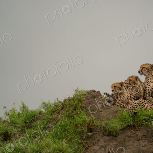 Cheetah, Acinonyx jubatus, Group. Four cheetahs rest together on a dirt mound under an…