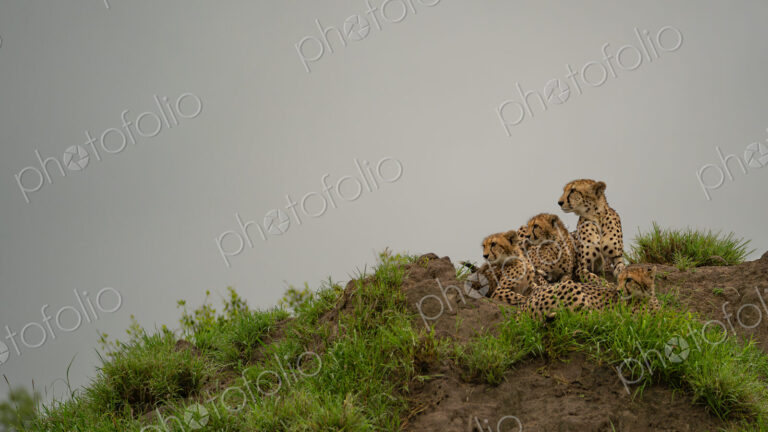 Cheetah, Acinonyx jubatus, Group. Four cheetahs rest together on a dirt mound under an…