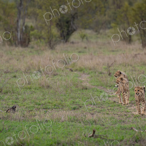 Cheetah, Acinonyx jubatus, Group. Three young cheetah cubs walk through a grassy field…