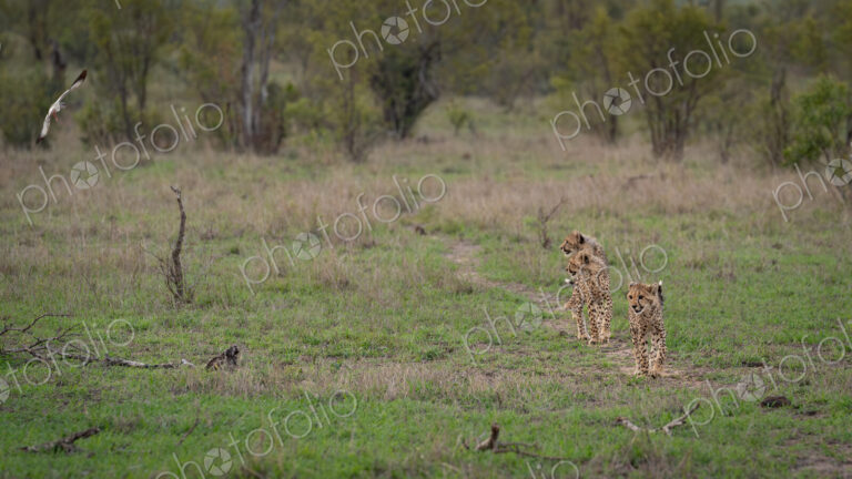 Cheetah, Acinonyx jubatus, Group. Three young cheetah cubs walk through a grassy field…