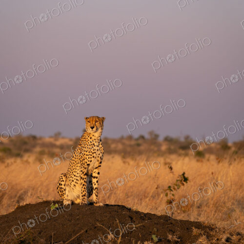 Cheetah, Acinonyx jubatus, Male Cheetah sitting on a termite mound in golden sunset light. Cheetah, Acinonyx jubatus, Male Cheetah sitting on a termite mound in golden sunset light.
