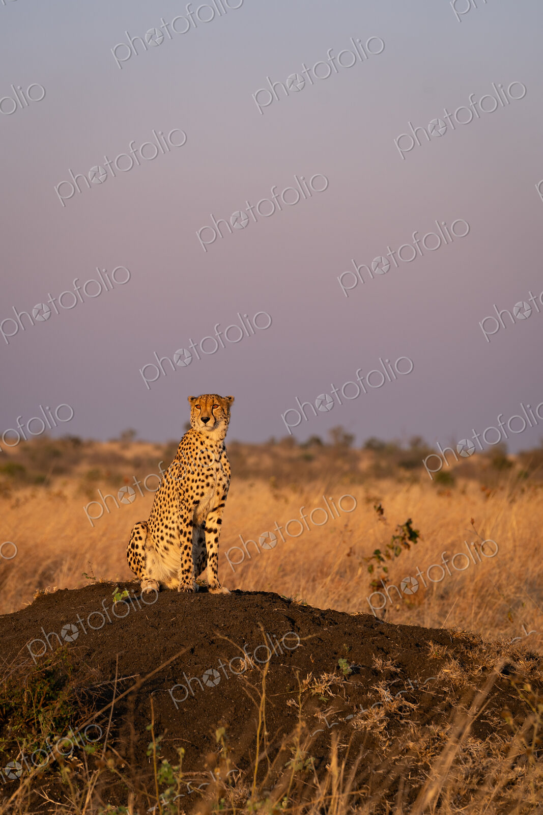 Cheetah, Acinonyx jubatus, Male Cheetah sitting on a termite mound in golden sunset light.