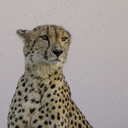 Cheetah, Acinonyx jubatus, Male. Male close-up portrait with flies visible against a… Cheetah, Acinonyx jubatus, Male. Male close-up portrait with flies visible against a…