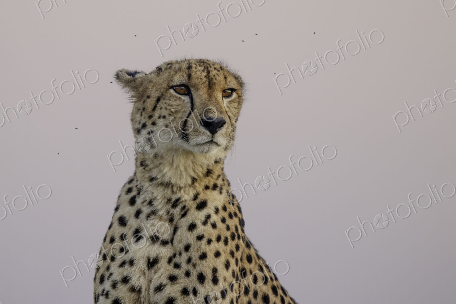 Cheetah, Acinonyx jubatus, Male. Male close-up portrait with flies visible against a…