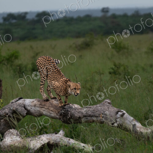 Cheetah, Acinonyx jubatus, Male. Standing bent over on a thick, fallen log in tall…