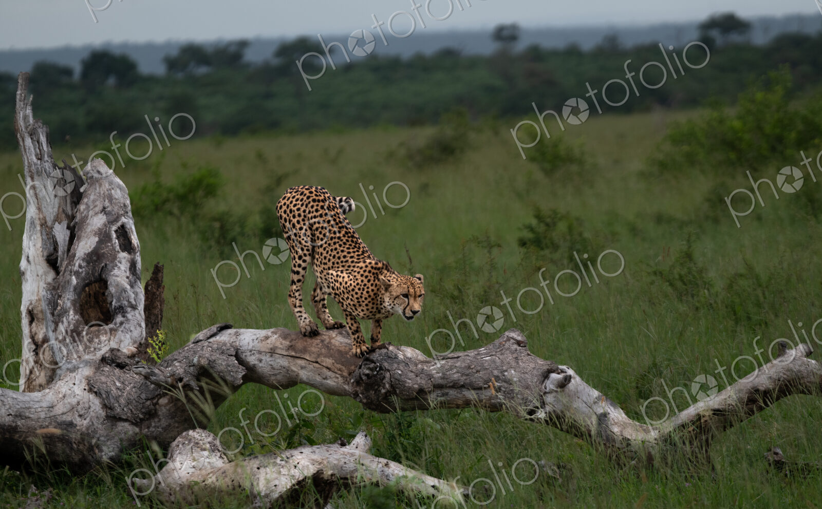 Cheetah, Acinonyx jubatus, Male. Standing bent over on a thick, fallen log in tall…