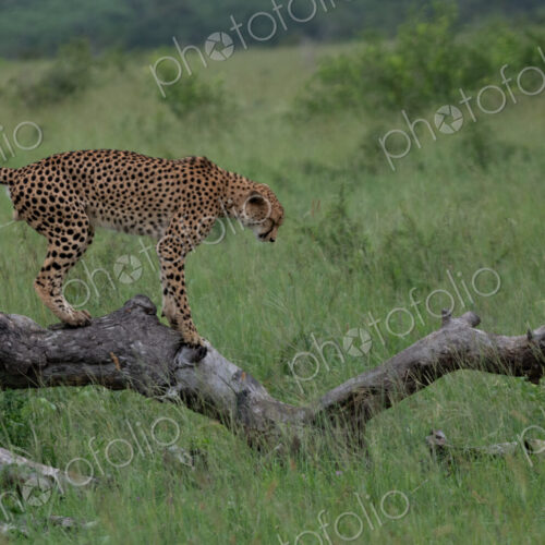 Cheetah, Acinonyx jubatus, Male. Standing bent over on a thick, fallen log with its…