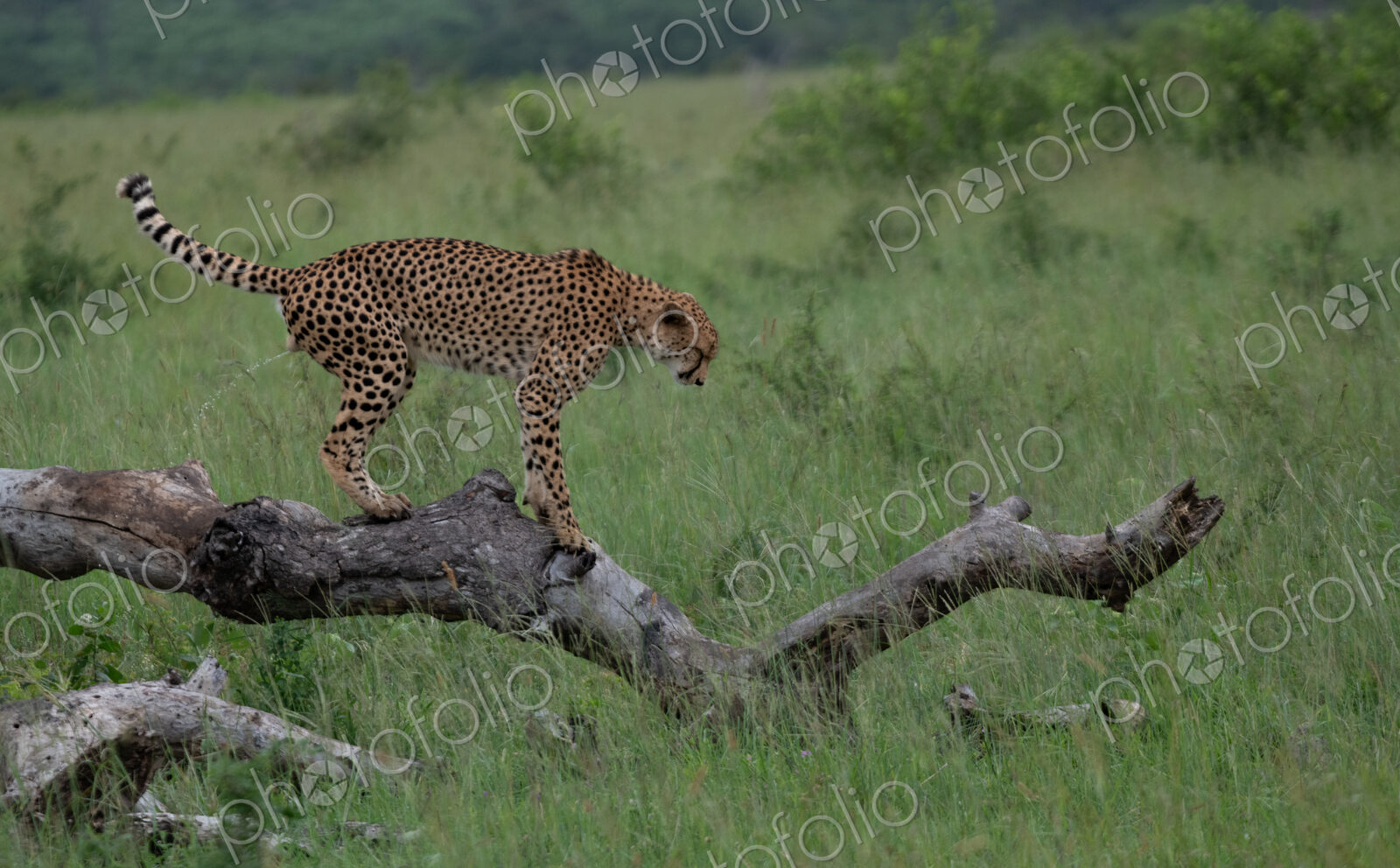Cheetah, Acinonyx jubatus, Male. Standing bent over on a thick, fallen log with its…