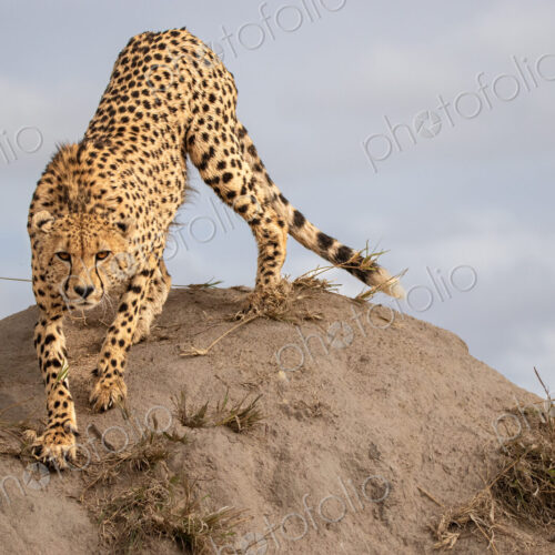 Cheetah, Acinonyx jubatus, cheetah climbing on a termite mound. Cheetah, Acinonyx jubatus, cheetah climbing on a termite mound.