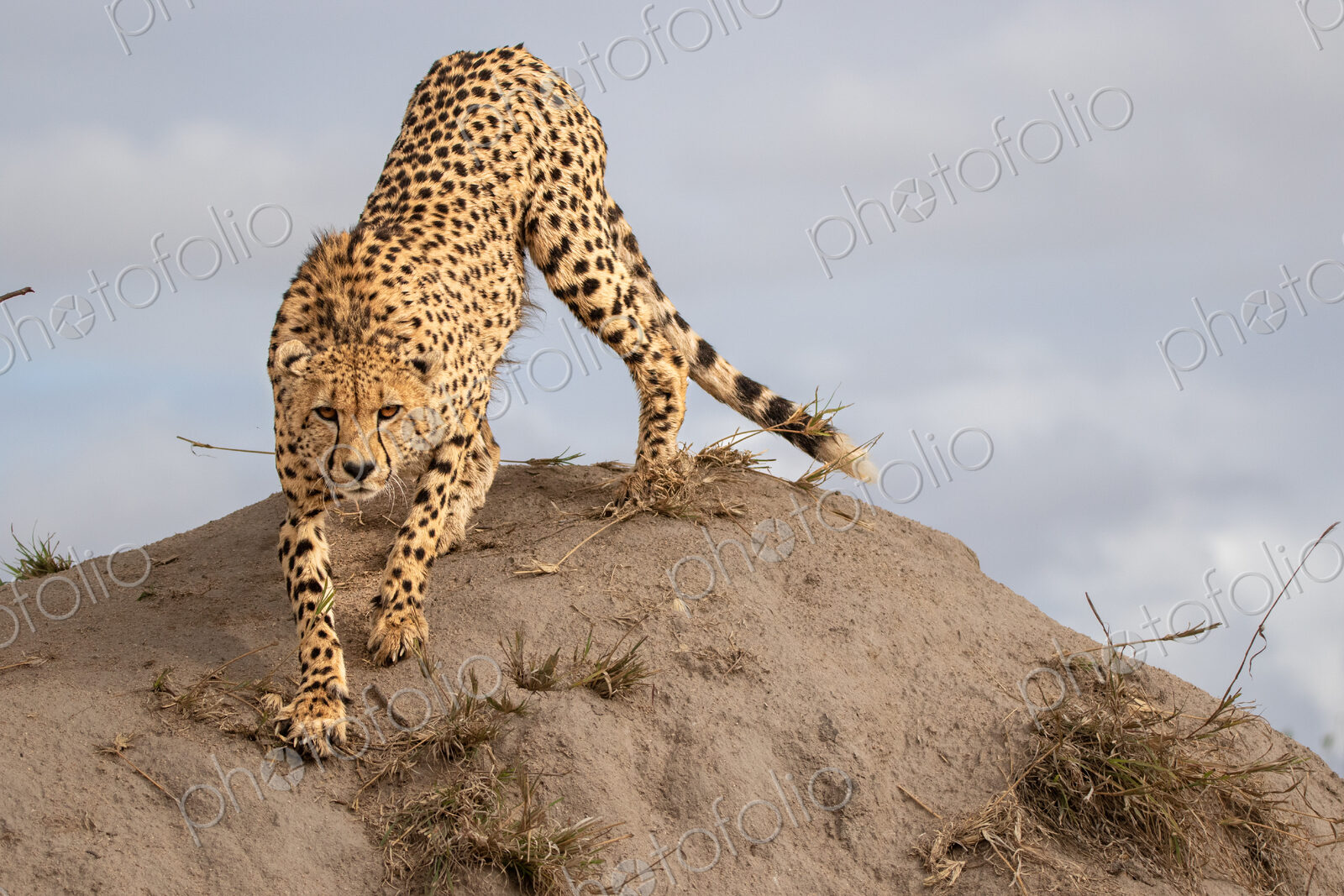 Cheetah, Acinonyx jubatus, cheetah climbing on a termite mound.