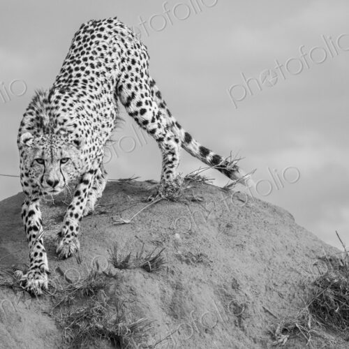 Cheetah, Acinonyx jubatus, cheetah climbing on a termite mound.