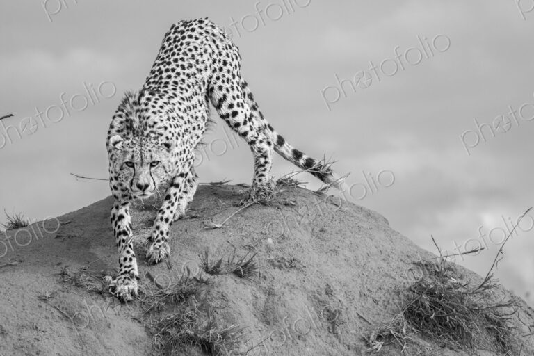 Cheetah, Acinonyx jubatus, cheetah climbing on a termite mound.