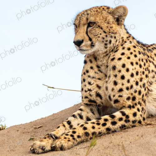 Cheetah, Acinonyx jubatus, cheetah resting on a termite mound.