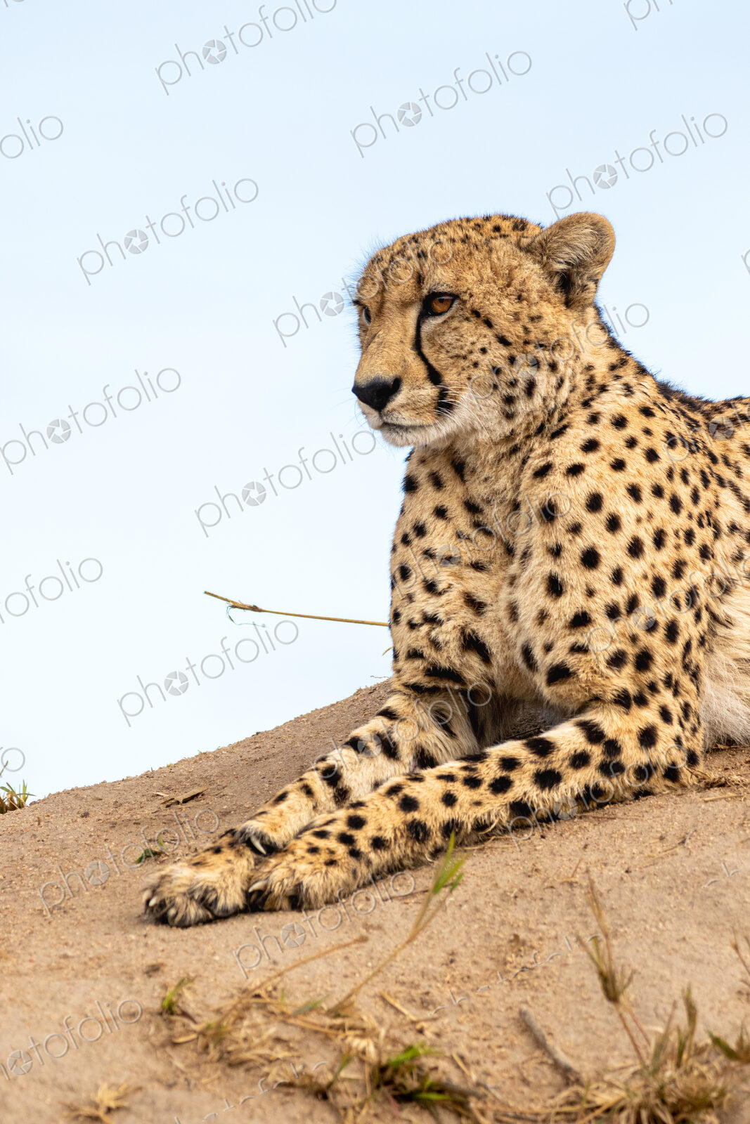 Cheetah, Acinonyx jubatus, cheetah resting on a termite mound.