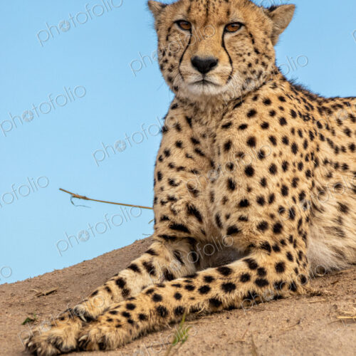 Cheetah, Acinonyx jubatus, cheetah resting on a termite mound. Cheetah, Acinonyx jubatus, cheetah resting on a termite mound.