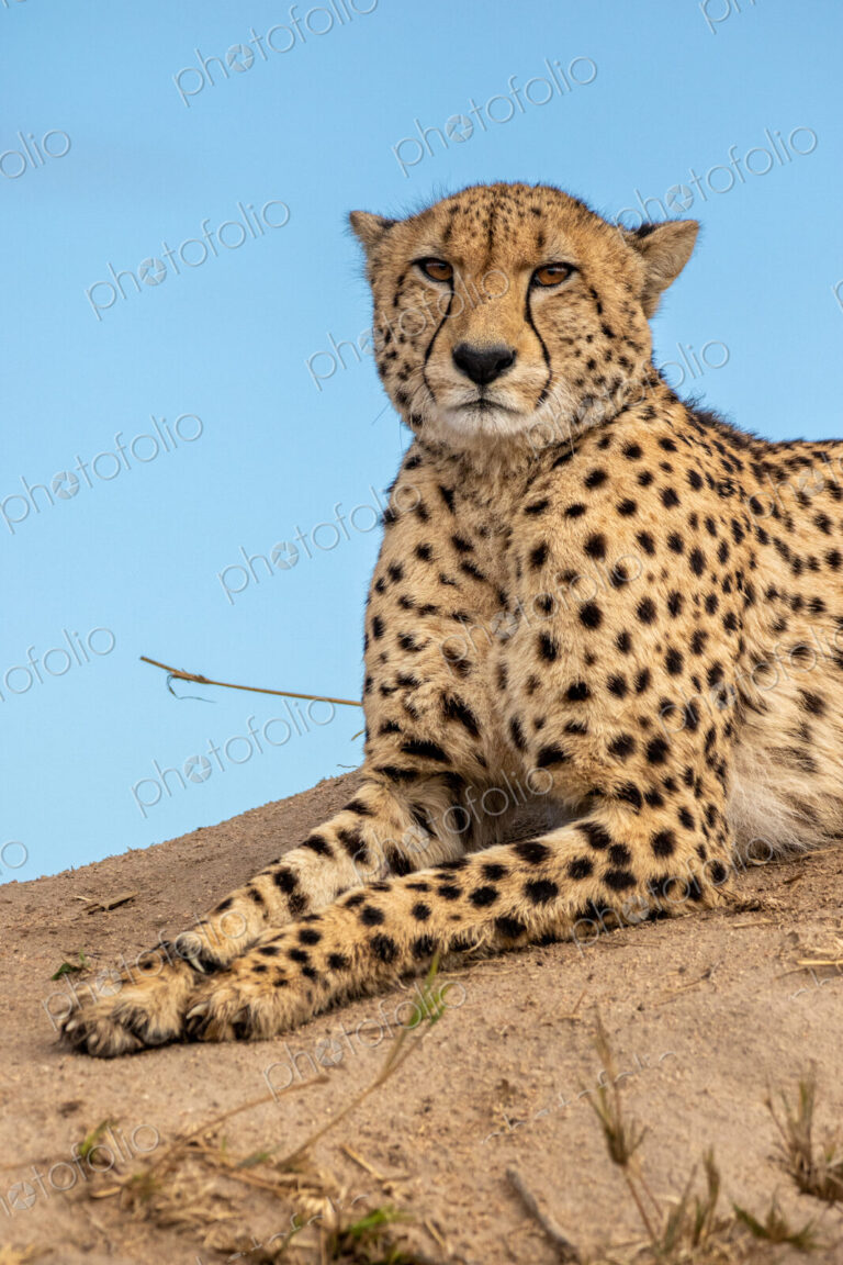 Cheetah, Acinonyx jubatus, cheetah resting on a termite mound.