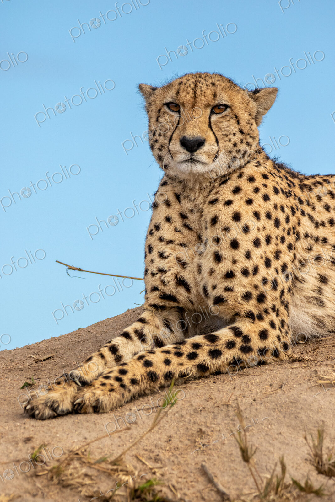 Cheetah, Acinonyx jubatus, cheetah resting on a termite mound.