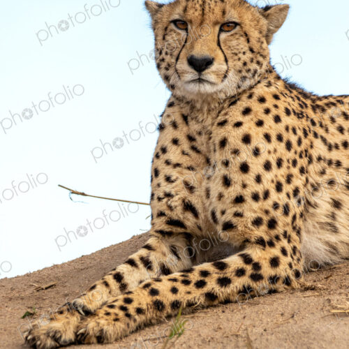 Cheetah, Acinonyx jubatus, cheetah resting on a termite mound. Cheetah, Acinonyx jubatus, cheetah resting on a termite mound.