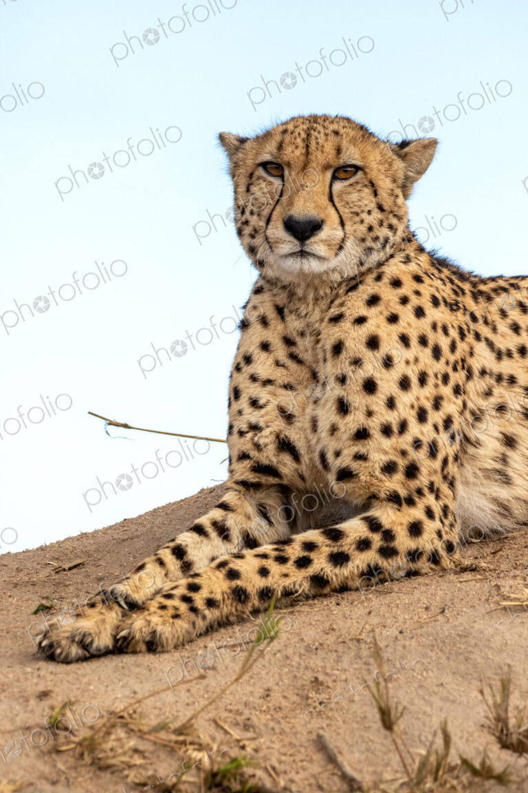 Cheetah, Acinonyx jubatus, cheetah resting on a termite mound.