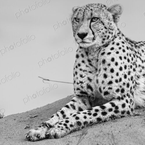 Cheetah, Acinonyx jubatus, cheetah resting on a termite mound.