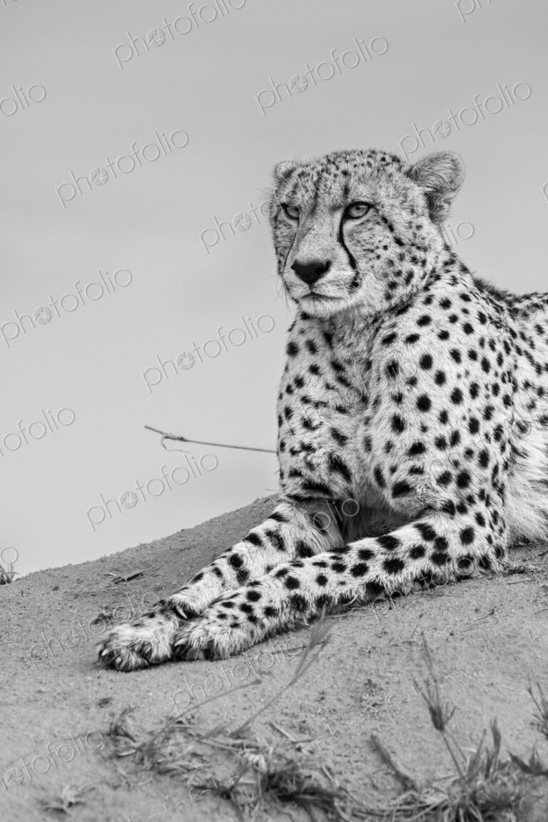 Cheetah, Acinonyx jubatus, cheetah resting on a termite mound.