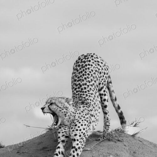 Cheetah, Acinonyx jubatus, cheetah stretching on a termite mound.