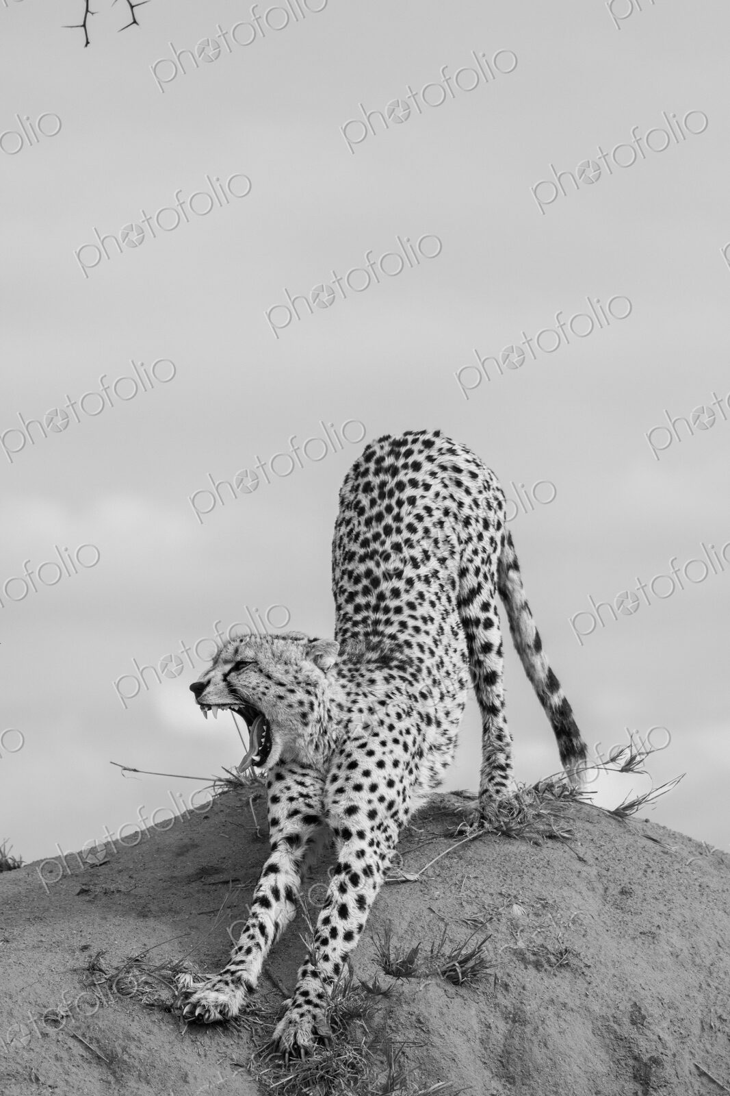 Cheetah, Acinonyx jubatus, cheetah stretching on a termite mound.