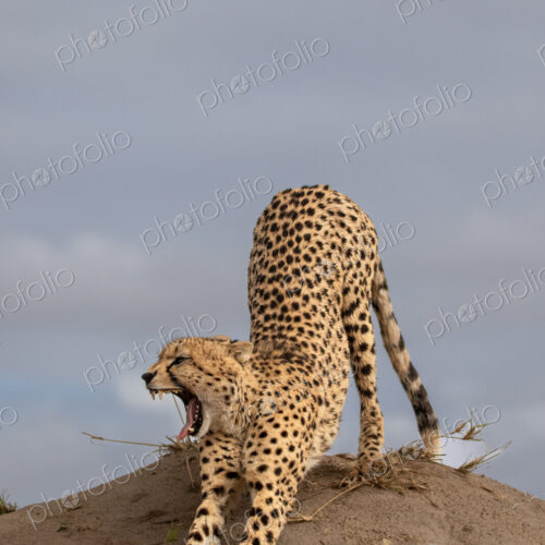 Cheetah, Acinonyx jubatus, cheetah stretching on a termite mound.