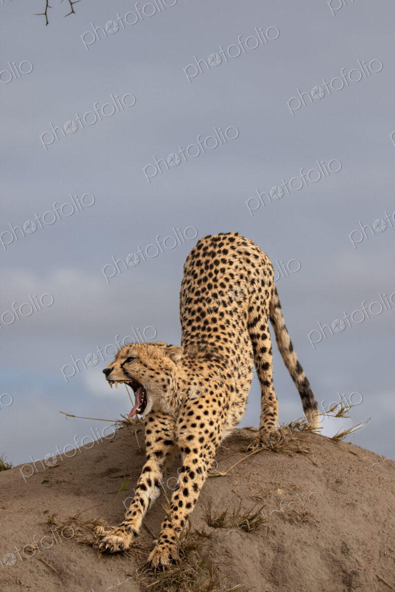 Cheetah, Acinonyx jubatus, cheetah stretching on a termite mound.