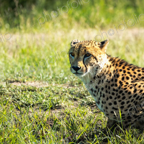 Cheetah, Acinonyx jubatus, close-up. Cheetah, Acinonyx jubatus, close-up.