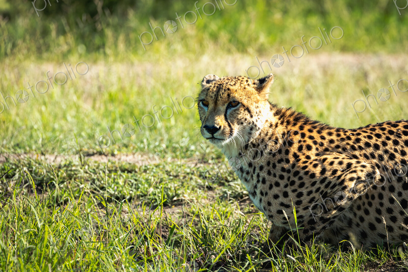 Cheetah, Acinonyx jubatus, close-up.