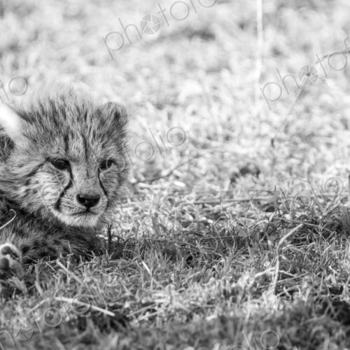 Cheetah, Acinonyx jubatus, cub lying on grass, in black and white.