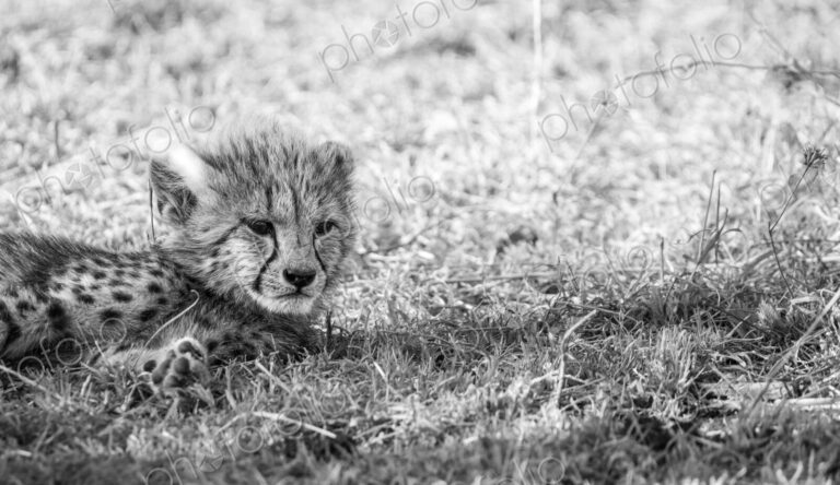 Cheetah, Acinonyx jubatus, cub lying on grass, in black and white.