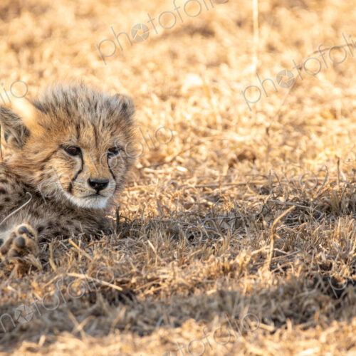 Cheetah, Acinonyx jubatus, cub lying on short grass.