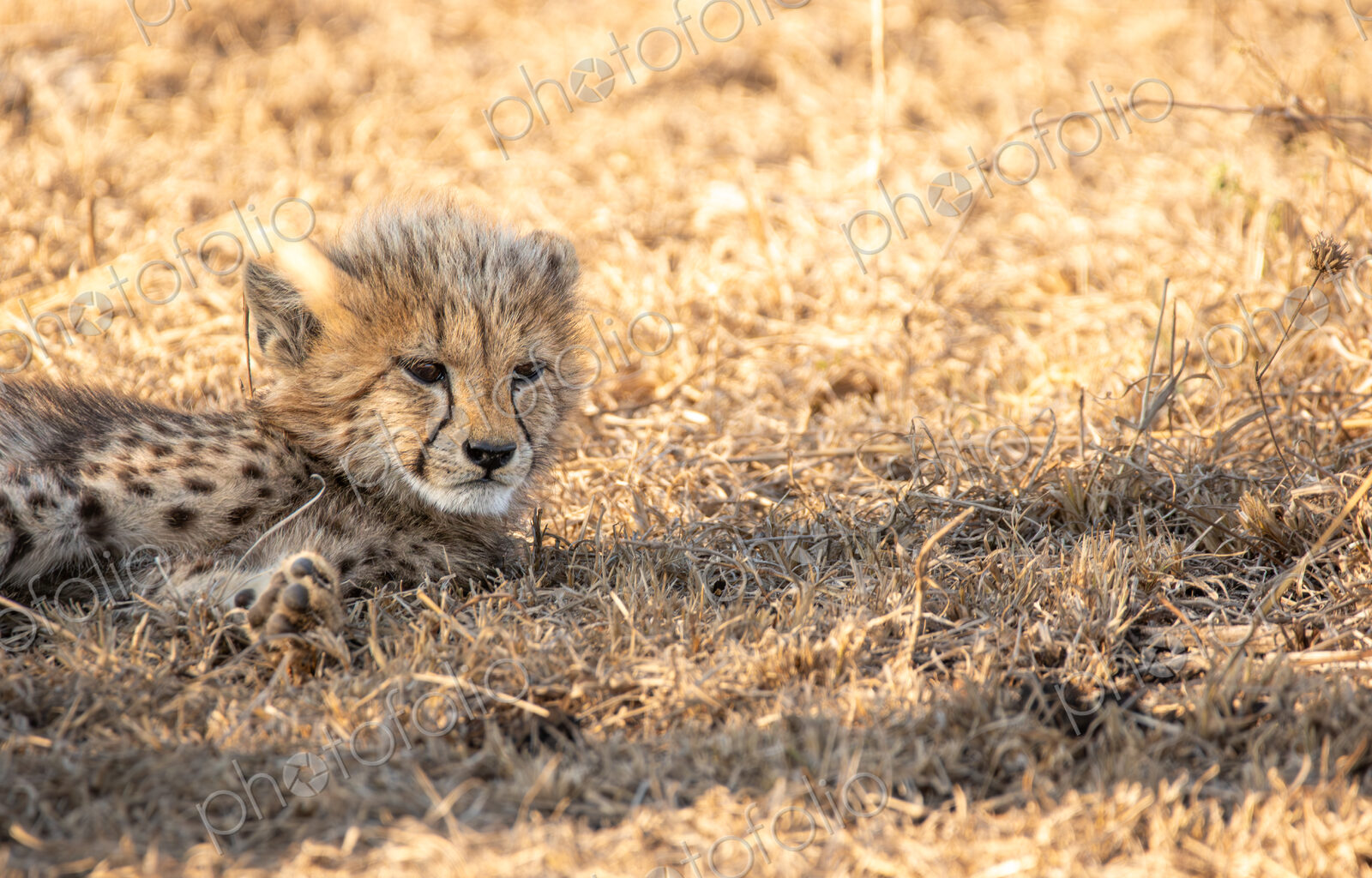 Cheetah, Acinonyx jubatus, cub lying on short grass.