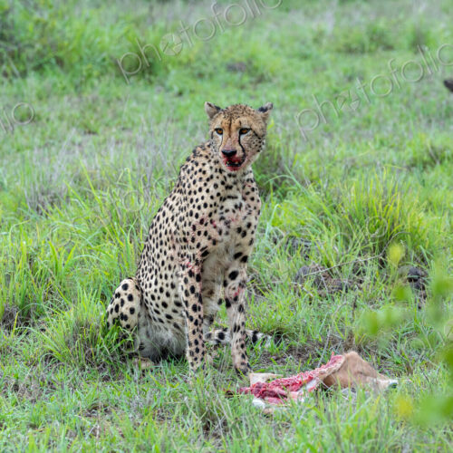Cheetah, Acinonyx jubatus, feeding on an impala lamb carcass in the wild.