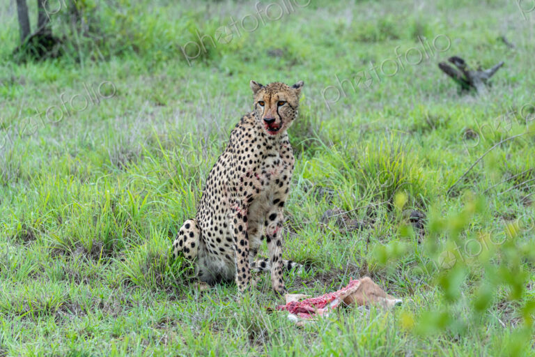 Cheetah, Acinonyx jubatus, feeding on an impala lamb carcass in the wild.